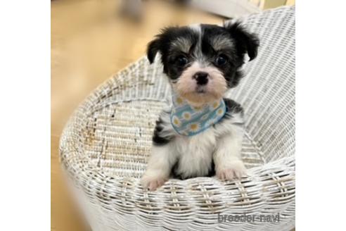 成約済の北海道のミックス犬-214276の4枚目